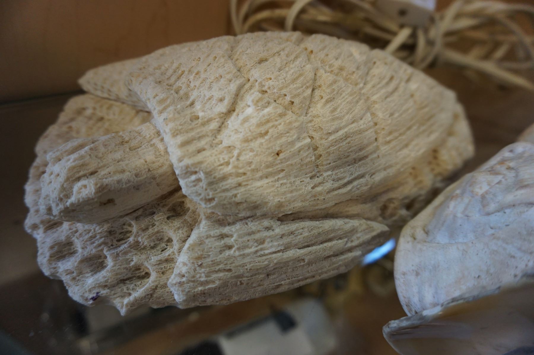 Turtle Shell Conk CORAL CARVED TURTLE AND CONCH SHELL - Big Valley Auction