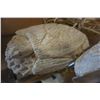 Image 2 : CORAL CARVED TURTLE AND CONCH SHELL
