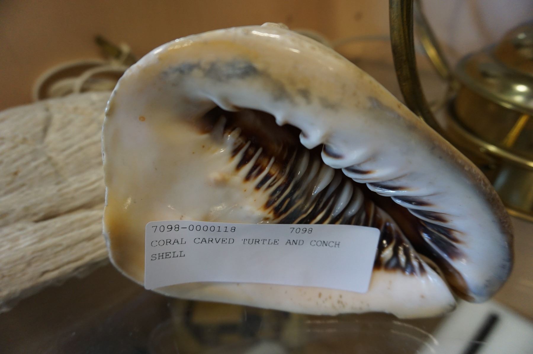Turtle Shell Conk CORAL CARVED TURTLE AND CONCH SHELL - Big Valley Auction