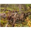 Canada Moose Hunt with Stone Mountain Safaris