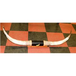 WALL HANGING STEER HORNS (DAMAGED HORN)