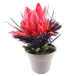 Lot # 639: Nightshade Plant