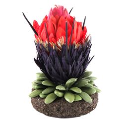 Lot # 643: Small Nightshade Plant