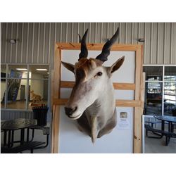ELAND TAXIDERMY MOUNT SHOULDER MOUNT, TIP OF HORN TO CHEST 50", SHOULDER TO NOSE 40", CHEST 20"