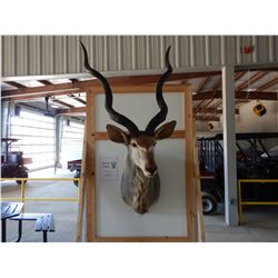 GREATER KUDUTAXIDERMY MOUNT SHOULDER MOUNT, HORNS 40", SHOULDER TO NOSE 38"