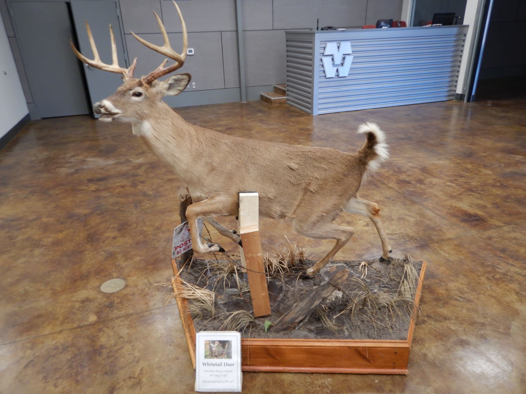 WHITETAIL DEER TAXIDERMY MOUNT, FULL BODY MOUNT, 8POINT BUCK, 56" LONG