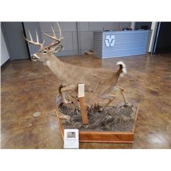 WHITETAIL DEER TAXIDERMY MOUNT, FULL BODY MOUNT, 8-POINT BUCK, 56" LONG, 5' TALL, ROLL AROUND BASE 2