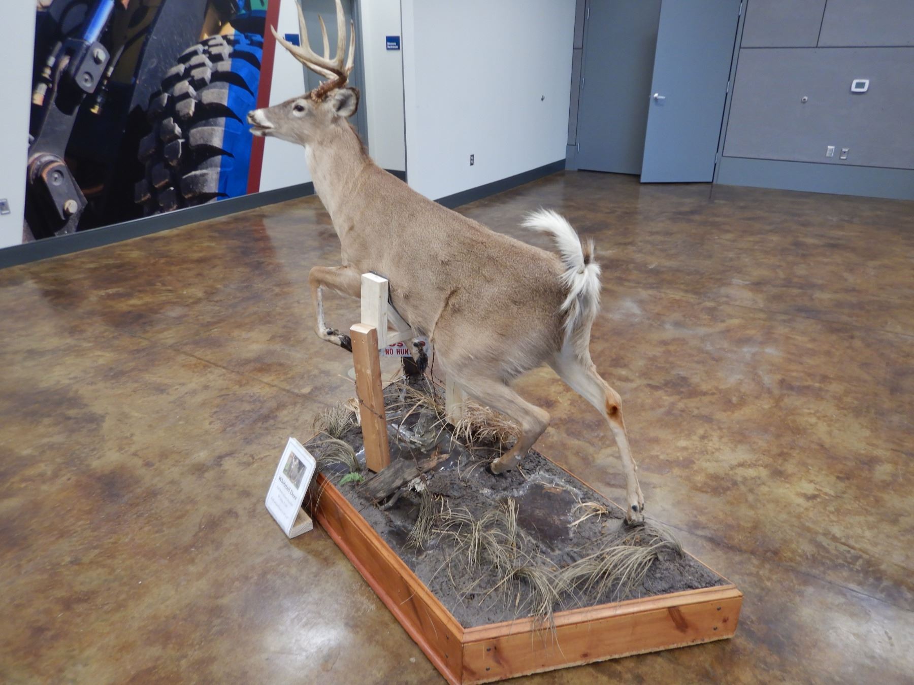 WHITETAIL DEER TAXIDERMY MOUNT, FULL BODY MOUNT, 8POINT BUCK, 56" LONG