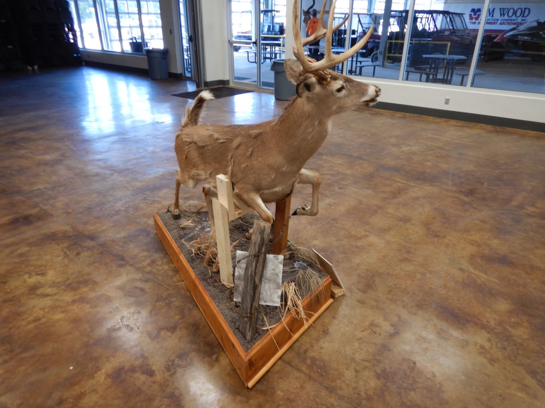 WHITETAIL DEER TAXIDERMY MOUNT, FULL BODY MOUNT, 8POINT BUCK, 56" LONG