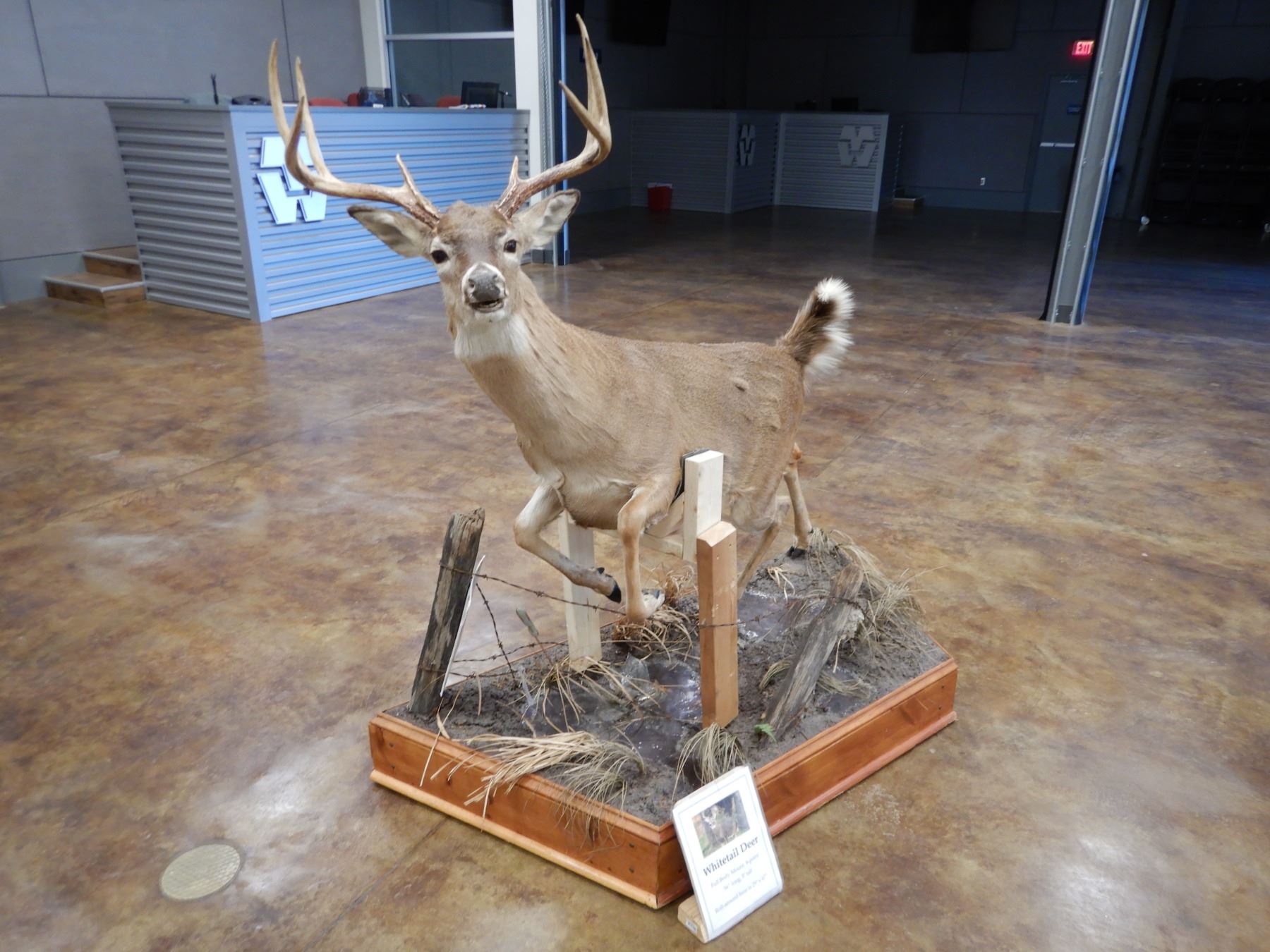 WHITETAIL DEER TAXIDERMY MOUNT, FULL BODY MOUNT, 8POINT BUCK, 56" LONG