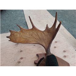 Moose Antlers 3' wide
