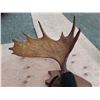 Image 1 : Moose Antlers 3' wide