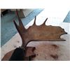 Image 2 : Moose Antlers 3' wide