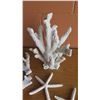 Image 3 : Coral Pieces, Geode, Star Fish, etc