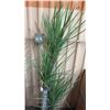 Image 2 : Qty 2 Large Faux Plants w/ Blue Planters