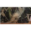 Image 2 : Extra Large Piece of Modern Art Image on Wood w/Resin Overlay 76"L x 40"W, Back Signed by Artist