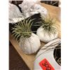 Image 2 : Succulent Planter, Decorative Sea Urchin Planters, Sea Shell, White Stones