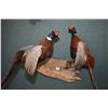 Image 2 : Lot of Two Items - Four Stuffed Pheasants Mounted on Two Wood Bases