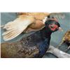 Image 2 : Lot of Four Stuffed Pheasants mounted on driftwood