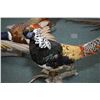 Image 2 : Lot of Four Stuffed Pheasants