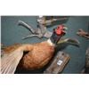 Image 2 : Lot of Three Items - Four Stuffed Pheasants Mounted on three Bases