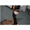 Image 2 : Lot of Three Items - Stuffed Canada Goose - Mallard Duck - Box Lot of Four Stufted Birds