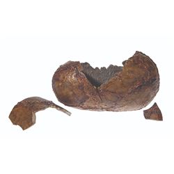 GODZILLA ‘98 EFFECTS GODZILLA LARGE “HATCHED” EGG SHOOTING MINIATURE PROP