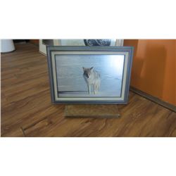 Coyote Picture
