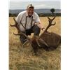 Image 2 : Red deer, Fallow deer OR Mouflon sheep (Hunter's Choice).