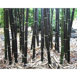 100+ Fresh Giant Bamboo  Seeds