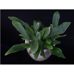 Beautiful Starter House Plant