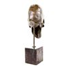 Image 4 : Skeleton Head Bust Halloween Bronze Sculpture