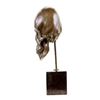 Image 6 : Skeleton Head Bust Halloween Bronze Sculpture