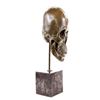 Image 8 : Skeleton Head Bust Halloween Bronze Sculpture