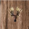 Image 2 : Cold Cast Bronze Moose Head Wall Mount Sculpture
