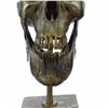 Image 7 : Hand Crafted Hot Cast Skeleton Halloween Bronze Sculpture