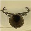 Image 10 : Elk Head Bust Bronze Stag Sculpture