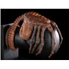 Image 13 : ALIEN (1979) - Special Effects Facehugger