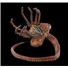 Image 14 : ALIEN (1979) - Special Effects Facehugger