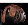 Image 5 : ALIEN (1979) - Special Effects Facehugger