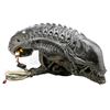 Image 1 : AVPR: ALIENS VS. PREDATOR: REQUIEM (2007) - Xenomorph SFX Head