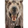 Image 2 : DOG SOLDIERS (2002) - Animatronic Megan (Emma Cleasby) Werewolf Mask