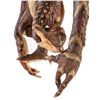 Image 7 : GREMLINS 2: THE NEW BATCH (1990) - Brown Gremlin Puppet