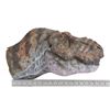 Image 8 : JURASSIC PARK (1993) - Stan Winston Studio Tyrannosaurus Rex Paint-Test Head