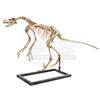 Image 5 : JURASSIC WORLD: FALLEN KINGDOM (2018) - Diorama Room Five-foot-Nine Velociraptor Skeleton