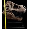 Image 11 : JURASSIC WORLD: FALLEN KINGDOM (2018) - Mounted 5-Foot Tyrannosaurus Rex Skull