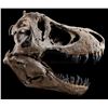 Image 12 : JURASSIC WORLD: FALLEN KINGDOM (2018) - Mounted 5-Foot Tyrannosaurus Rex Skull