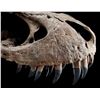 Image 13 : JURASSIC WORLD: FALLEN KINGDOM (2018) - Mounted 5-Foot Tyrannosaurus Rex Skull