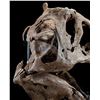 Image 14 : JURASSIC WORLD: FALLEN KINGDOM (2018) - Mounted 5-Foot Tyrannosaurus Rex Skull