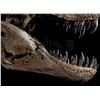 Image 15 : JURASSIC WORLD: FALLEN KINGDOM (2018) - Mounted 5-Foot Tyrannosaurus Rex Skull